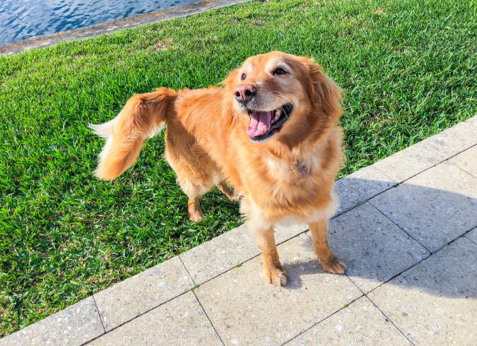 Pet Friendly Apartments In Plantation Fl